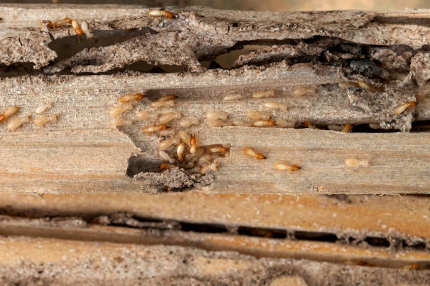 Best Pest Control Near Me  in Euharlee, GA