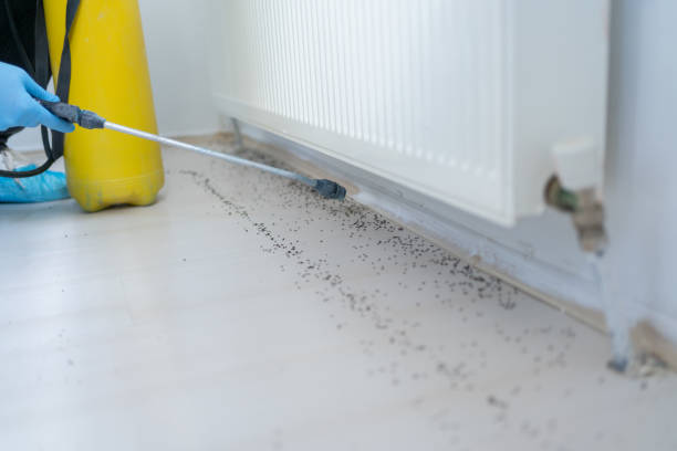 Best Emergency Pest Control  in Euharlee, GA
